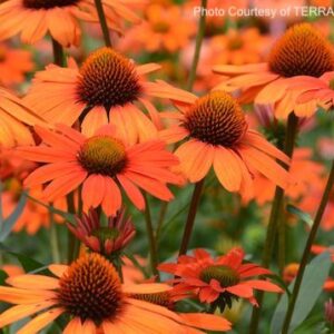KISMET Intense Orange Coneflower blooms on upright stems.