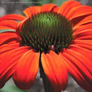 KISMET Intense Orange Echinacea bloom with intense orange red petals and dark copper cone.