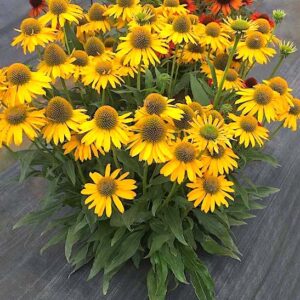 KISMET Yellow Coneflower plants in bloom.
