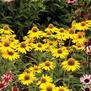 Kismet Yellow Echinacea plants in bloom.