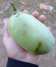 A large