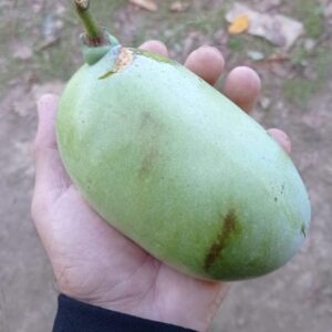 A large