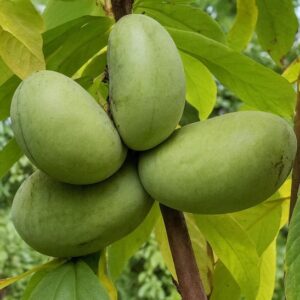 Clusters of green fruits on a KSU Atwood Pawpaw Tree.
