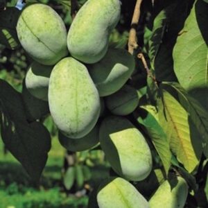 Asimina triloba KSU Atwood fruit with green skin and deep golden yellow flesh.