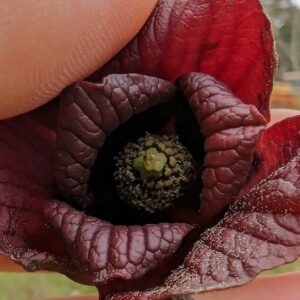 KSU Chappell Pawpaw fruit tree fruit cut open to reveal creamy