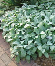 A planting of Lamb's ear plant with it's large