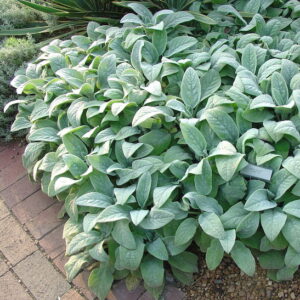 A planting of Lamb's ear plant with it's large
