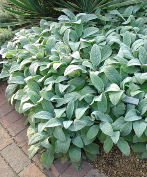A planting of Lamb's ear plant with it's large