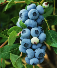 Legacy blueberry plant with gorgeous