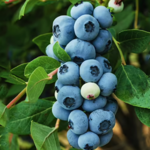 Legacy blueberry plant with gorgeous