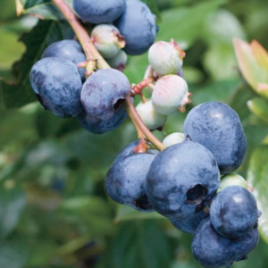 purple blueberries.