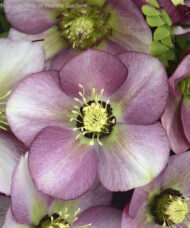 Lenten rose plant single bloom with white petal