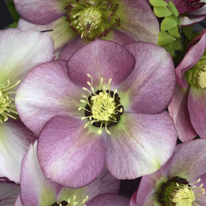 Lenten rose plant single bloom with white petal