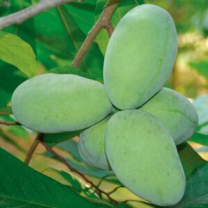 Mango Pawpaw Plant large