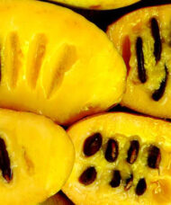 Mango Pawpaw Tree fruit cut in half to reveal deep mango coloured flesh.