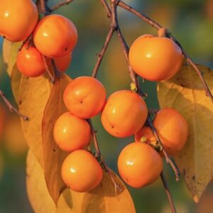 Meader persimmon tree fruits against a blue sky.