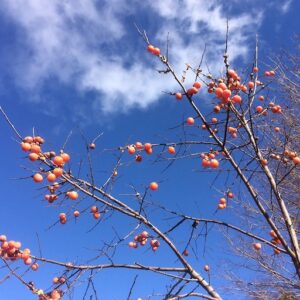 orangey fruits on a Persimmon tree.