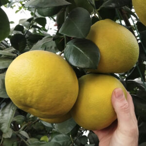 Melogold Pomelo Tree with large