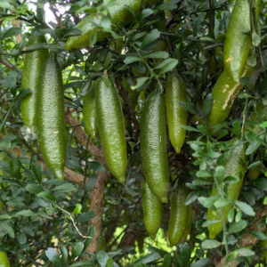 Citrus australasica long