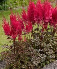 Mighty Chocolate Cherry Astilbe deep crimson