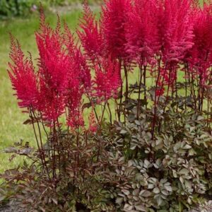 Mighty Chocolate Cherry Astilbe deep crimson