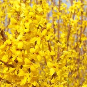 Minigold Forsythia plant rich yellow blooms.