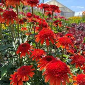 Moab sunset coneflower sturdy orange blooms with dark centres.