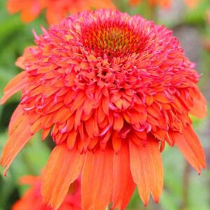 Moab Sunset Echinacea single pompom bloom.