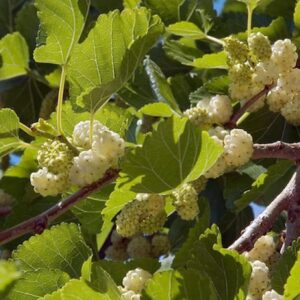 and a large cluster of big white fruit.