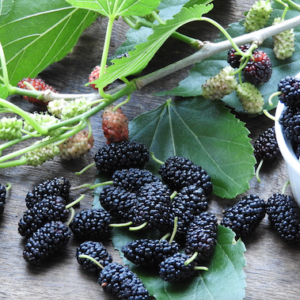 Early bird mulberry tree dark fruit and green leaves.