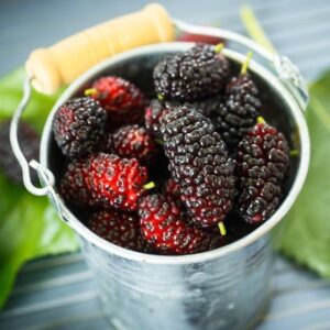 Illinois everbearing mulberry plant