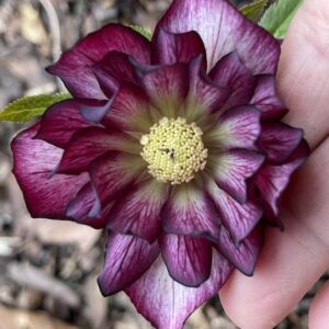 North star garnet frills hellebore ruffled double flower with garnet picotee edges.