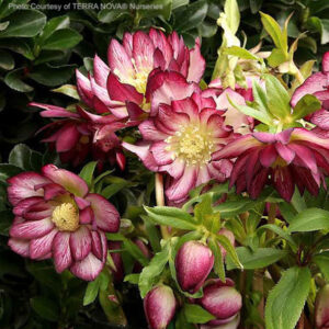 North star garnet frills lenten rose plant full of white and garnet blooms.
