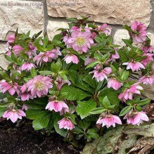 Helleborus north star pink plant in full bloom with gorgeous