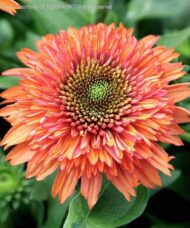 Orange Coneflower