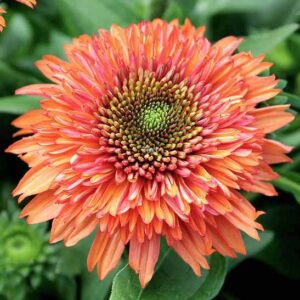 Orange Coneflower