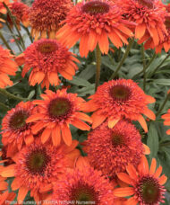 A flashy display of Orange Coneflower Plant blooms.