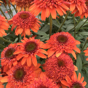 A flashy display of Orange Coneflower Plant blooms.