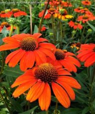 A cluster of Orange Echinacea blooms with reddish orange petals and reddish copper cones.