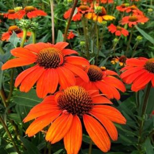 A cluster of Orange Echinacea blooms with reddish orange petals and reddish copper cones.