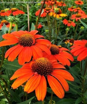 A cluster of Orange Echinacea blooms with reddish orange petals and reddish copper cones.