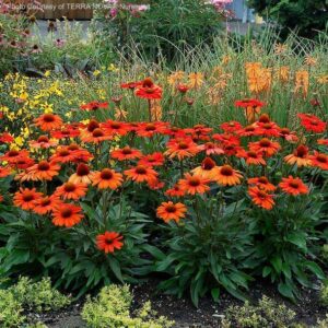 A swath of Orange Echinacea plants in bloom.