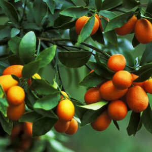 orange Meiwa Kumquat Tree fruits.
