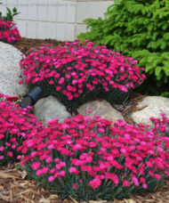 Paint the Town Magenta Dianthus plants in topped with vibrant pink and magenta blossoms in a garden bed.