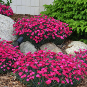 Paint the Town Magenta Dianthus plants in topped with vibrant pink and magenta blossoms in a garden bed.