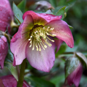 Helleborus Paris in Pink blooms on the stem.