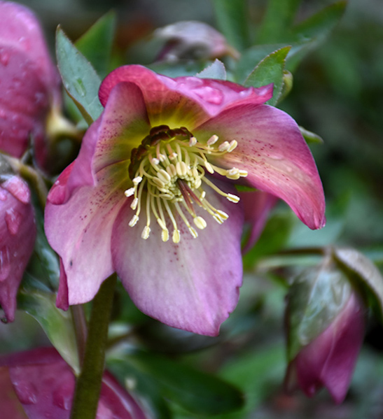 Lenten Rose Plant | Helleborus 'Paris in Pink' (Hellebore)