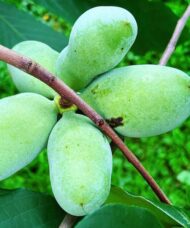 Paw paw fruit tree fruit on the branch.