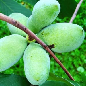 Paw paw fruit tree fruit on the branch.