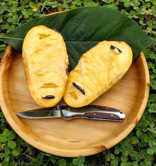 Paw Paw Tree fruit on a wooden bowl